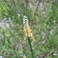 Eleocharis acuta (Common Spike-rush) at Mount Majura - 20 Jan 2024 by abread111