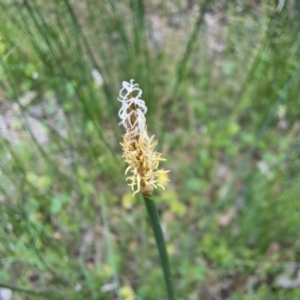 Eleocharis acuta at Mount Majura - 20 Jan 2024