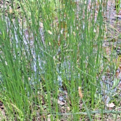 Eleocharis acuta at Mount Majura - 20 Jan 2024