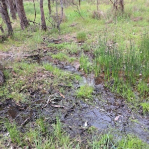 Eleocharis acuta at Mount Majura - 20 Jan 2024