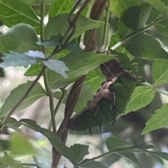 Papilio aegeus (Orchard Swallowtail, Large Citrus Butterfly) at Acton, ACT - 21 Jan 2024 by YellowButton