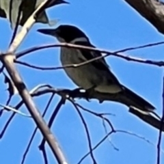 Cracticus torquatus (Grey Butcherbird) at Sth Tablelands Ecosystem Park - 19 Jan 2024 by JanetRussell