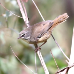 Sericornis frontalis (White-browed Scrubwren) at Tharwa, ACT - 19 Jan 2024 by Trevor