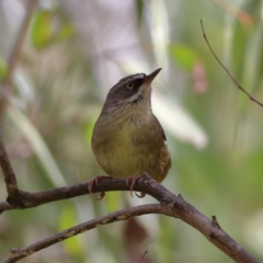 Sericornis frontalis at Namadgi National Park - 20 Jan 2024