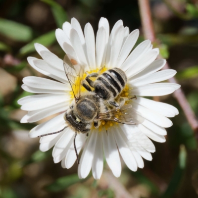 Megachile (Eutricharaea) serricauda (Leafcutter bee, Megachilid bee) at Harrison, ACT - 18 Jan 2024 by DPRees125