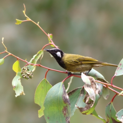 Nesoptilotis leucotis (White-eared Honeyeater) at Namadgi National Park - 20 Jan 2024 by Trevor