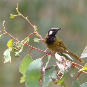 Nesoptilotis leucotis at Namadgi National Park - 20 Jan 2024