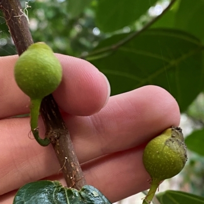 Ficus fraseri (Sandpaper Fig) at Seal Rocks, NSW - 18 Dec 2023 by Tapirlord