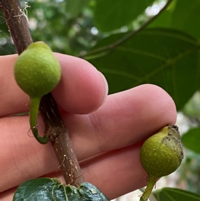 Ficus fraseri (Sandpaper Fig) at Seal Rocks, NSW - 17 Dec 2023 by Tapirlord