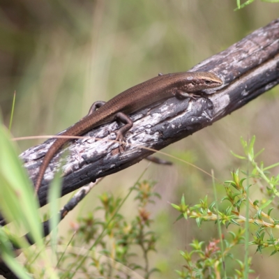 Pseudemoia entrecasteauxii (Woodland Tussock-skink) at Namadgi National Park - 20 Jan 2024 by MichaelWenke