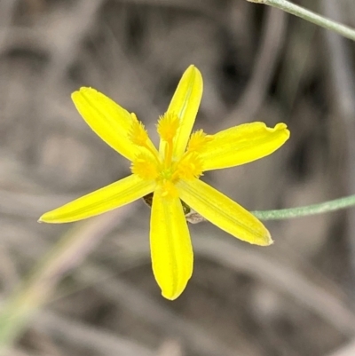 Tricoryne elatior (Yellow Rush Lily) at Myall Lakes National Park - 17 Dec 2023 by Tapirlord