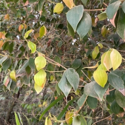 Trochocarpa laurina (Axebreaker) at Seal Rocks, NSW - 17 Dec 2023 by Tapirlord