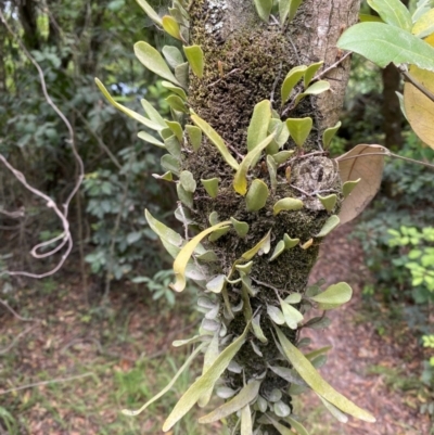 Unidentified Fern or Clubmoss at Seal Rocks, NSW - 17 Dec 2023 by Tapirlord