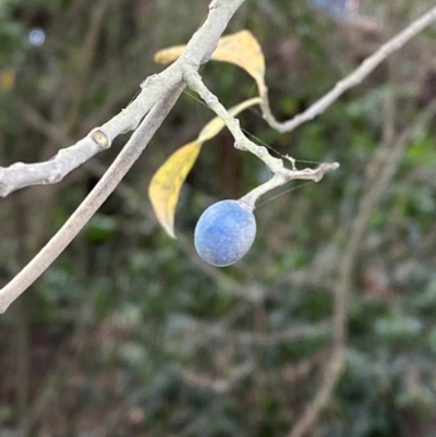 Elaeocarpus reticulatus (Blueberry Ash, Fairy Petticoats) at Seal Rocks, NSW - 17 Dec 2023 by Tapirlord