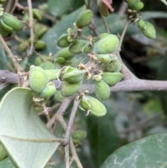 Unidentified Other Tree at Seal Rocks, NSW - 17 Dec 2023 by Tapirlord