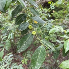 Glochidion ferdinandi (Cheese Tree) at Mungo Brush, NSW - 17 Dec 2023 by Tapirlord