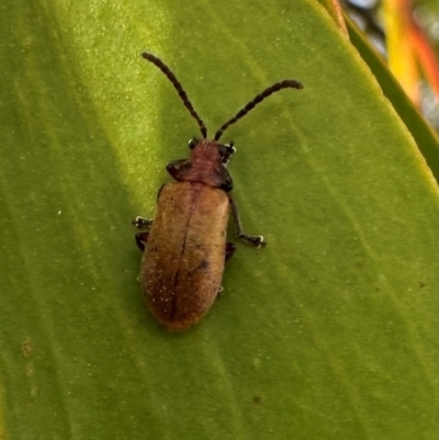 Ecnolagria grandis (Honeybrown beetle) at Pialligo, ACT - 20 Jan 2024 by Pirom