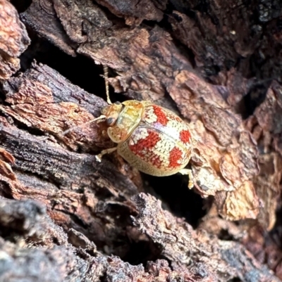 Paropsisterna laesa (Laesa leaf beetle) at Pialligo, ACT - 20 Jan 2024 by Pirom