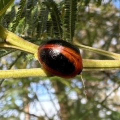 Dicranosterna immaculata (Acacia leaf beetle) at Pialligo, ACT - 20 Jan 2024 by Pirom