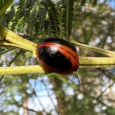 Dicranosterna immaculata (Acacia leaf beetle) at Mount Ainslie - 20 Jan 2024 by Pirom