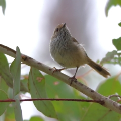 Acanthiza pusilla (Brown Thornbill) at Tharwa, ACT - 20 Jan 2024 by Trevor