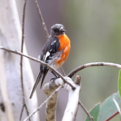 Petroica phoenicea (Flame Robin) at Tharwa, ACT - 20 Jan 2024 by Trevor