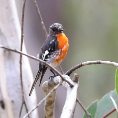 Petroica phoenicea (Flame Robin) at Namadgi National Park - 20 Jan 2024 by MichaelWenke