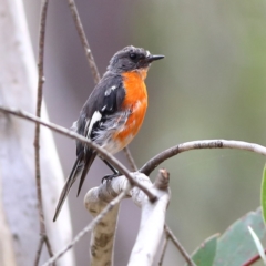 Petroica phoenicea at Namadgi National Park - 20 Jan 2024 04:16 PM