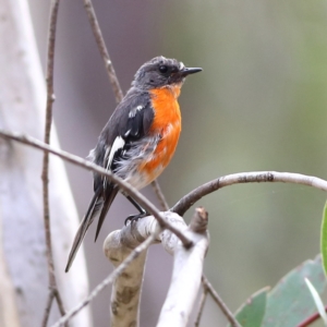 Petroica phoenicea at Namadgi National Park - 20 Jan 2024 04:16 PM