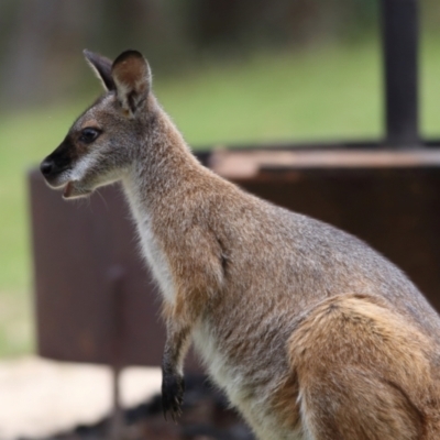 Notamacropus rufogriseus (Red-necked Wallaby) at Namadgi National Park - 20 Jan 2024 by Trevor