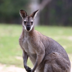 Notamacropus rufogriseus at Namadgi National Park - 20 Jan 2024