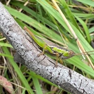 Bermius brachycerus at Campbell Park Woodland - 20 Jan 2024 04:50 PM