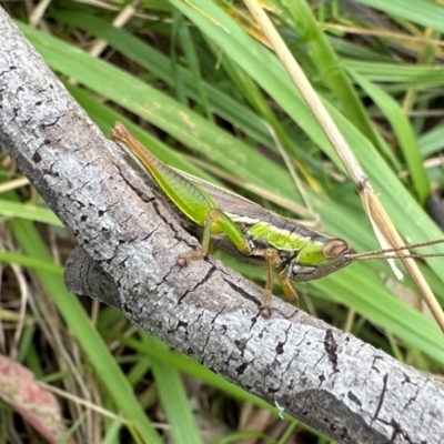 Bermius brachycerus (A grasshopper) at Campbell Park Woodland - 20 Jan 2024 by Pirom
