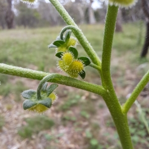 Cynoglossum australe at Mount Majura - 20 Jan 2024