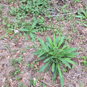 Cynoglossum australe at Mount Majura - 20 Jan 2024