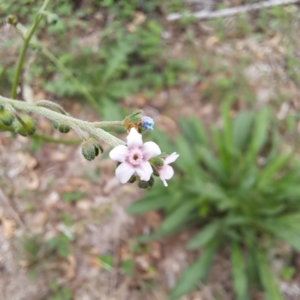 Cynoglossum australe at Mount Majura - 20 Jan 2024