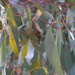 Caligavis chrysops at Namadgi National Park - 21 Jan 2024