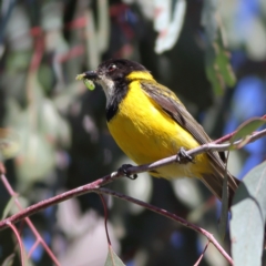 Pachycephala pectoralis at Namadgi National Park - 21 Jan 2024 09:41 AM