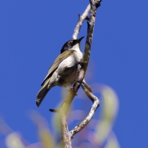 Melithreptus lunatus at Namadgi National Park - 21 Jan 2024