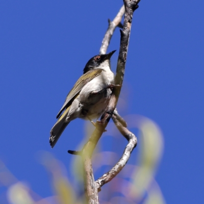 Melithreptus lunatus (White-naped Honeyeater) at Namadgi National Park - 20 Jan 2024 by Trevor