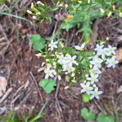 Centaurium erythraea (Common Centaury) at Watson, ACT - 20 Jan 2024 by abread111