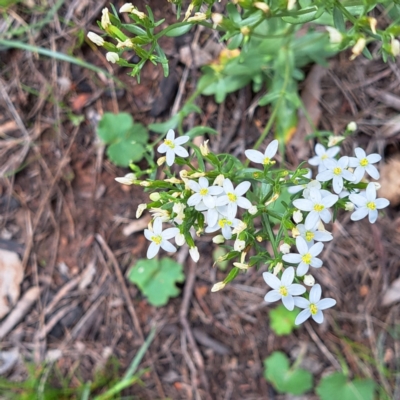 Centaurium erythraea (Common Centaury) at Watson, ACT - 20 Jan 2024 by abread111