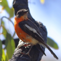 Petroica phoenicea (Flame Robin) at Namadgi National Park - 20 Jan 2024 by Trevor