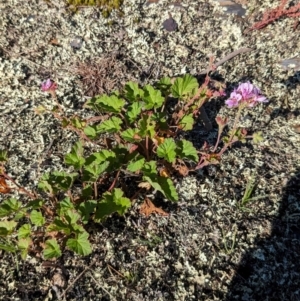 Pelargonium inodorum at Bimberi Nature Reserve - 21 Jan 2024 04:53 PM