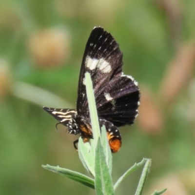 Phalaenoides tristifica (Willow-herb Day-moth) at Bonython, ACT - 21 Jan 2024 by RodDeb