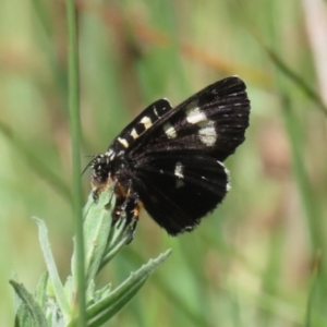 Phalaenoides tristifica at Stranger Pond - 21 Jan 2024