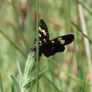 Phalaenoides tristifica at Stranger Pond - 21 Jan 2024