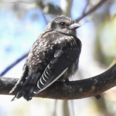 Artamus cyanopterus (Dusky Woodswallow) at Kambah, ACT - 18 Jan 2024 by JohnBundock