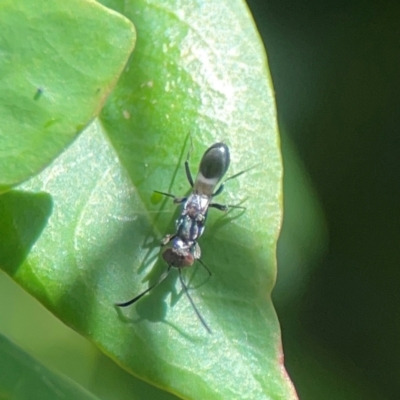 Unidentified Parasitic wasp (numerous families) at Darlington, NSW - 20 Jan 2024 by Hejor1