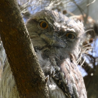 Podargus strigoides (Tawny Frogmouth) at Stranger Pond - 21 Jan 2024 by RodDeb